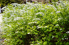 hana30 (107)_thumb.png